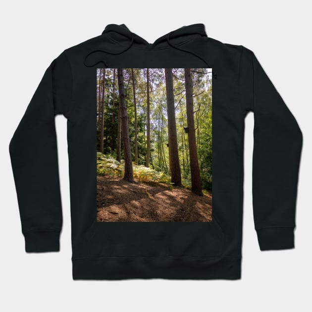 Komorebi Sunshine filtering through the trees Hoodie by fantastic-designs